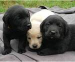 Puppy Green Collar Labrador Retriever