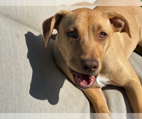 Medium Photo #8 American Pit Bull Terrier-Unknown Mix Puppy For Sale in Chester, VA, USA