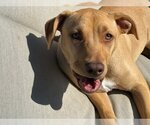 Small #7 American Pit Bull Terrier Mix