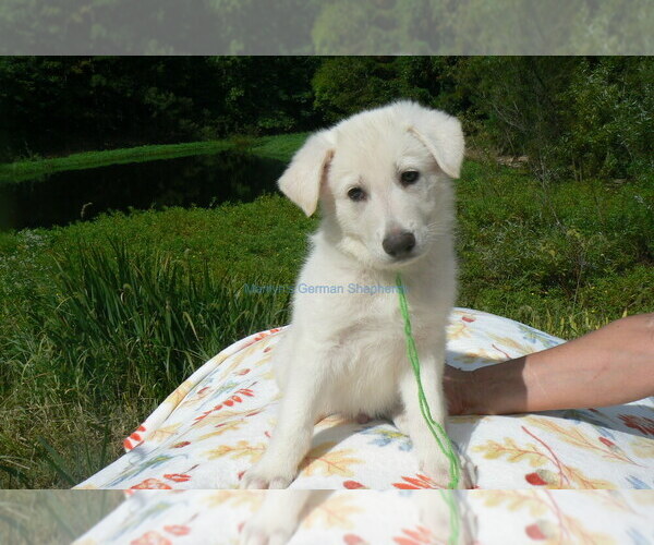 Medium Photo #7 German Shepherd Dog Puppy For Sale in PIEDMONT, MO, USA