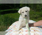 Small #6 German Shepherd Dog