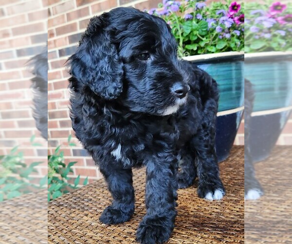 Medium Photo #9 Aussiedoodle Puppy For Sale in COLUMBIA, TN, USA