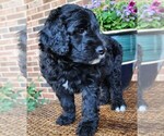 Small #8 Aussiedoodle