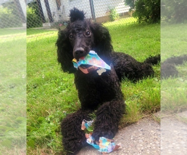 Medium Photo #1 Poodle (Standard) Puppy For Sale in MILWAUKEE, WI, USA