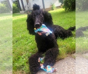 Mother of the Poodle (Standard) puppies born on 03/25/2026
