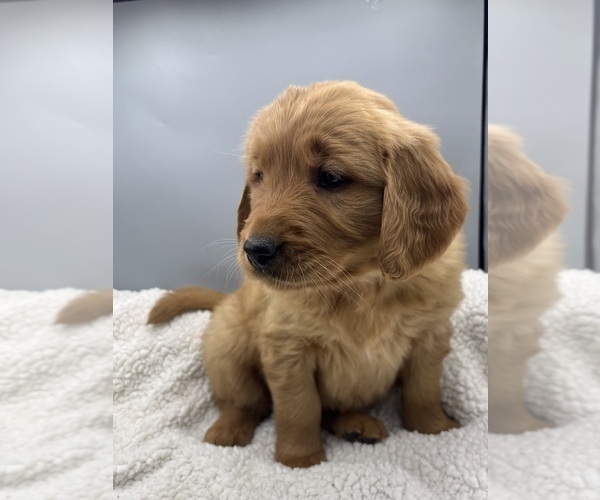 Medium Photo #3 Golden Retriever Puppy For Sale in FREDERICKSBG, OH, USA
