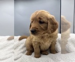 Small #2 Golden Retriever