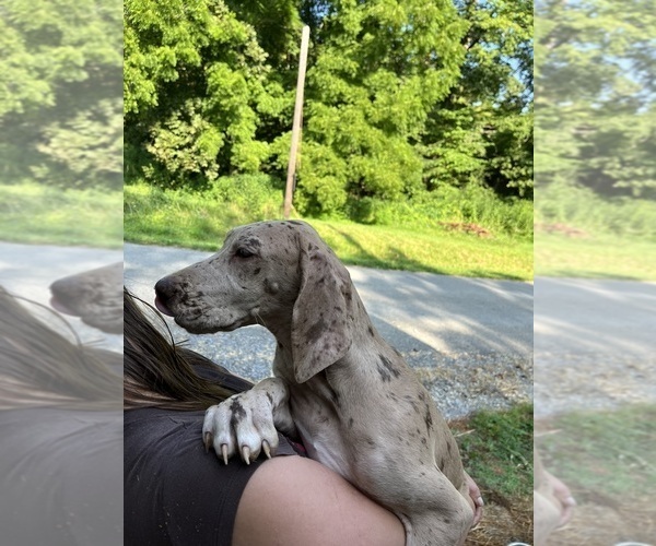 Medium Photo #16 Great Dane Puppy For Sale in SPRAGGS, PA, USA