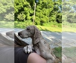 Small Photo #91 Great Dane Puppy For Sale in SPRAGGS, PA, USA