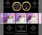 Small #1 Maltipoo (Toy)