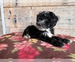 Small Photo #8 Bernedoodle (Miniature) Puppy For Sale in VERMONTVILLE, MI, USA