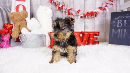 Medium Photo #11 Yorkshire Terrier Puppy For Sale in LAS VEGAS, NV, USA