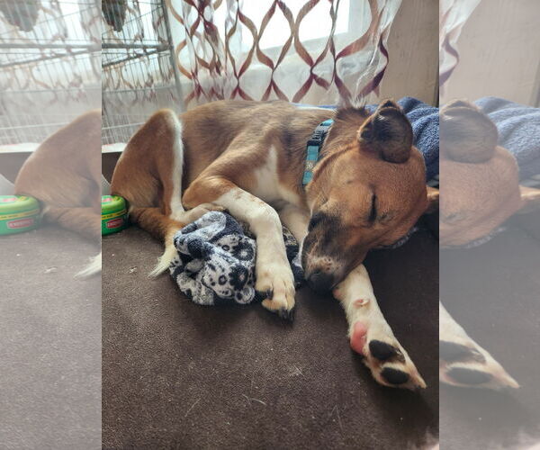 Medium Photo #9 Saluki-Whippet Mix Puppy For Sale in Sebec, ME, USA