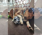 Small #8 Saluki-Whippet Mix