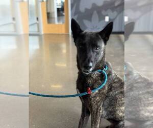 - Mix Dogs for adoption in Imlay City, MI, USA