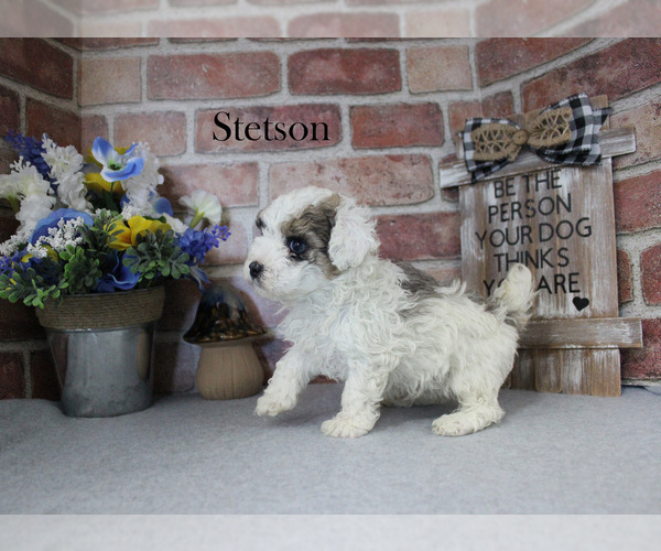 Medium Photo #9 Poodle (Miniature) Puppy For Sale in CHANUTE, KS, USA