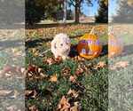 Small #6 Bichon Frise