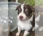 Small Photo #5 Australian Shepherd Puppy For Sale in MEGGETT, SC, USA