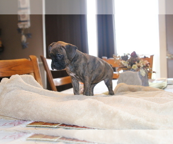 Medium Photo #4 Boxer Puppy For Sale in ORLEANS, MI, USA