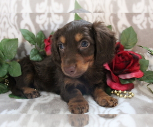 Dachshund Puppy for sale in SHILOH, OH, USA