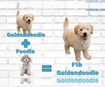 Small Photo #15 Goldendoodle Puppy For Sale in CHARLESTON, SC, USA