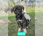 Small Mutt