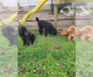 Poodle (Standard) Puppy for sale in BERLIN, MD, USA
