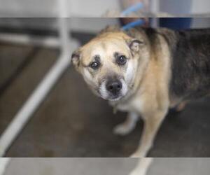 Mutt Dogs for adoption in Mountain Home, AR, USA