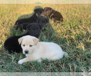 Labrador Retriever-Siberian Husky Mix Puppy for sale in WOODFORD, VA, USA