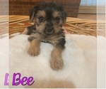Puppy Bee Cock-A-Poo-Yorkshire Terrier Mix