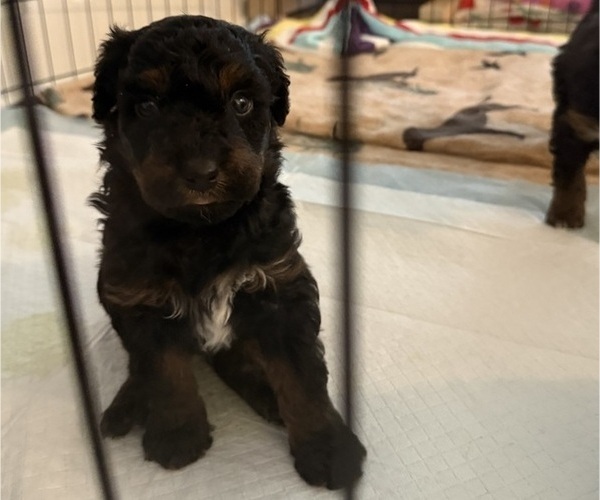 Medium Photo #25 Aussie-Poo-Bernedoodle Mix Puppy For Sale in LEXINGTON, SC, USA