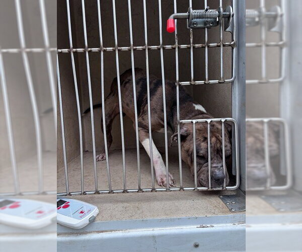 Medium Photo #1 Bulldog-Catahoula Leopard Dog Mix Puppy For Sale in Oklahoma City, OK, USA