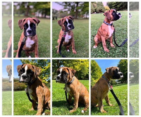 Medium Photo #1 Boxer Puppy For Sale in LINN GROVE, IN, USA