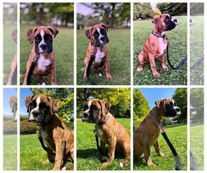 Boxer Puppy for Sale in LINN GROVE, Indiana USA
