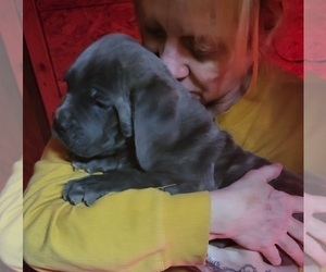 Cane Corso Puppy for Sale in NUNICA, Michigan USA