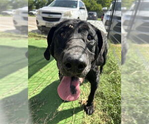 Labrador Retriever-Unknown Mix Dogs for adoption in Waco, TX, USA