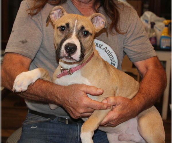 Medium Photo #4 Mutt Puppy For Sale in Elmsford, NY, USA