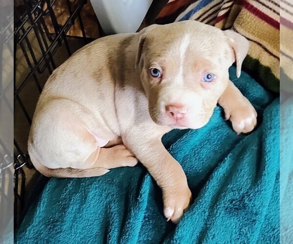 Medium Photo #2 American Bully Puppy For Sale in COUDERSPORT, PA, USA