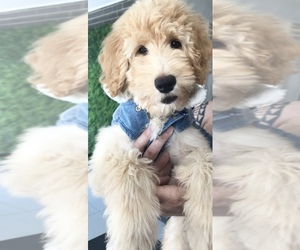 Goldendoodle (Miniature) Puppy for sale in WOODSTOCK, IL, USA