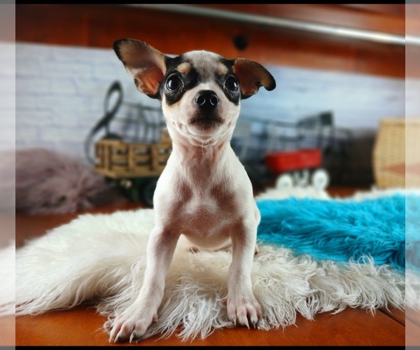 Medium Photo #1 Chihuahua Puppy For Sale in CARTHAGE, TX, USA