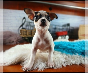 Chihuahua Puppy for sale in CARTHAGE, TX, USA