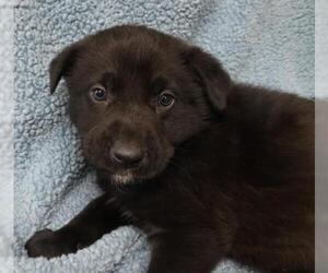 Mutt Dogs for adoption in Thief River Falls, MN, USA