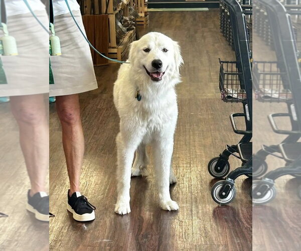 Medium Photo #1 Great Pyrenees Puppy For Sale in Dallas, TX, USA
