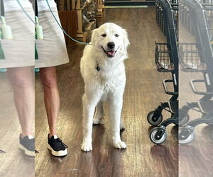 Great Pyrenees Dogs for adoption in Dallas, TX, USA