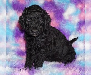 Labradoodle Puppy for sale in LA HABRA, CA, USA