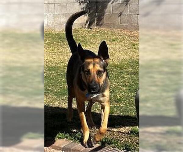 Medium Photo #1 German Shepherd Dog-Unknown Mix Puppy For Sale in Chandler, AZ, USA