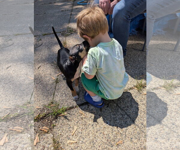 Medium Photo #4 Rat Terrier-Unknown Mix Puppy For Sale in Mount Laurel, NJ, USA