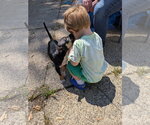 Small #3 Rat Terrier Mix