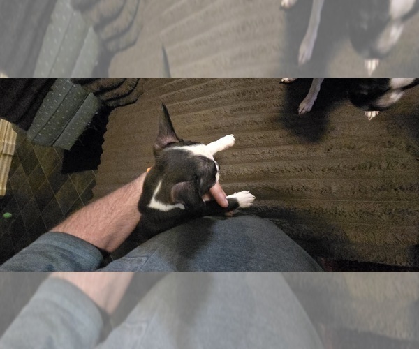 Medium Photo #6 Boston Terrier Puppy For Sale in MITCHELL, IN, USA