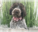 Puppy 9 Wirehaired Pointing Griffon